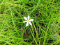 Preview: weiße Amaryllis - Zephyranthes candida